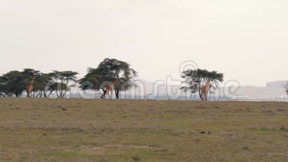 在热带草原上的非洲平原上行走的长颈鹿到相思树视频的预览图