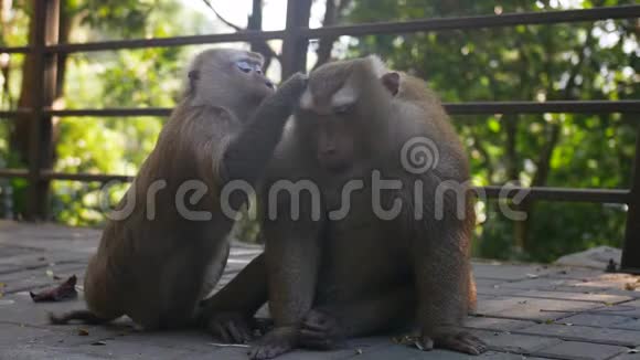 两只可爱的猕猴坐在热带雨林里亚洲泰国普吉岛猴山视频的预览图