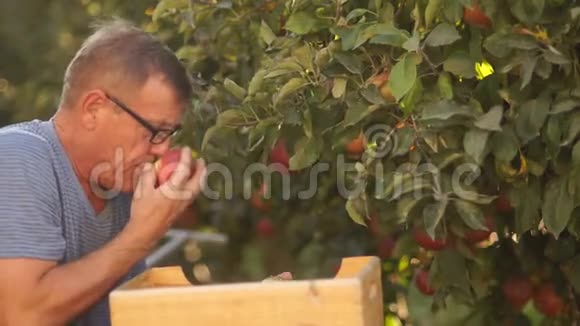 一位年迈的农民从树上摘下红熟的苹果放在木箱里生态农场视频的预览图