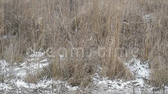 在干草的背景下下雪视频的预览图