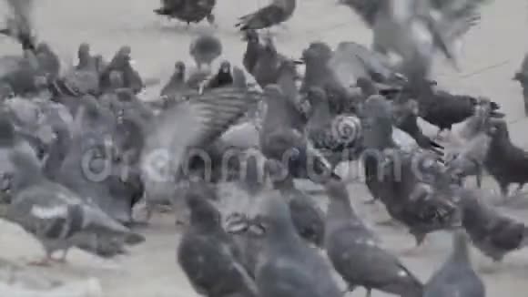 街上一群鸽子视频的预览图