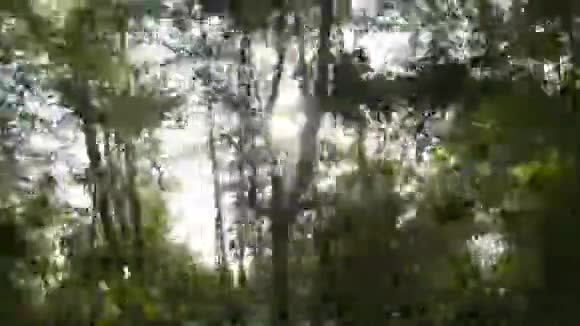汽车行驶在一条绿树成荫的乡村道路上的录像阳光透过树林一路照耀视频的预览图