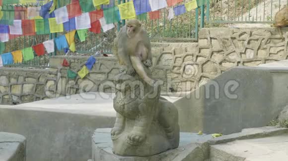 猴子坐在斯韦恩布纳寺的雕像上尼泊尔加德满都视频的预览图