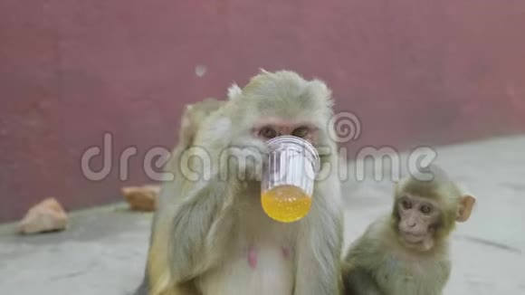 猴子在斯威安布纳神庙喝甜苏打水尼泊尔加德满都视频的预览图