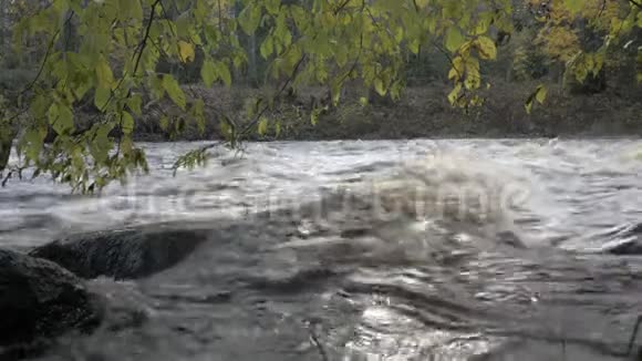 秋天森林里有急流的河流视频的预览图