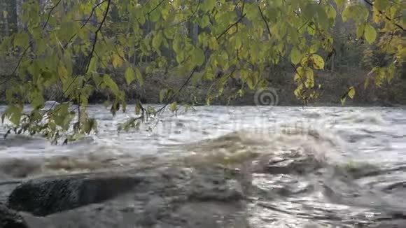 秋天森林里有急流的河流视频的预览图