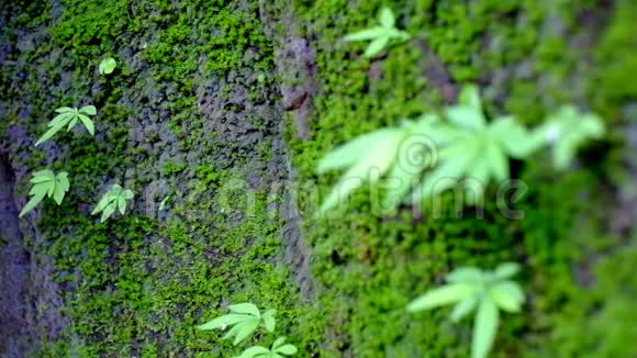 蕨类植物和昆虫岩石上的绿叶飞到叶子上跳下去视频的预览图