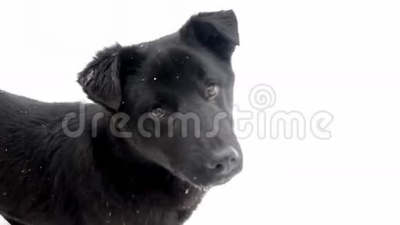 白色背景的小狗视频的预览图