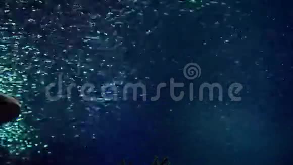 阳光下的鲨鱼视频的预览图