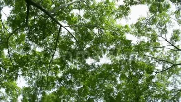 在公共公园里绕着绿色的叶子树旋转视频的预览图