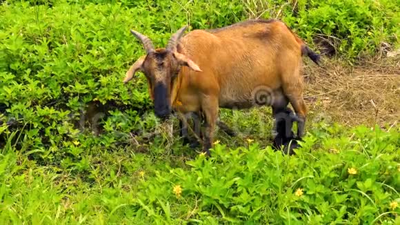 一只母山羊在农场里喂她一小时的新生婴儿视频的预览图