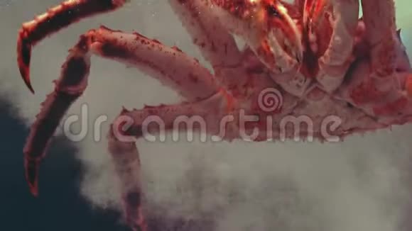 为顾客展示巨型蜘蛛蟹视频的预览图