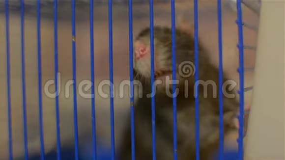 一只蓝色笼子里的灰鼠年轻宠物视频的预览图