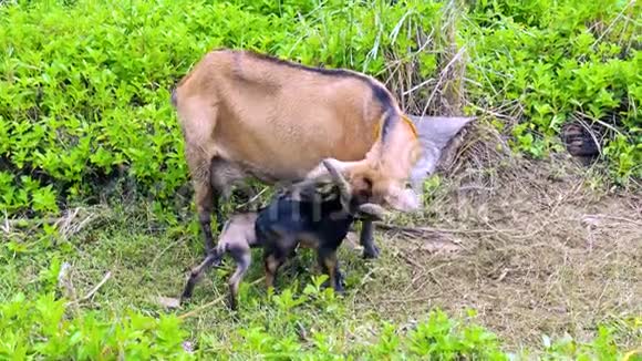 一只母山羊在农场里喂她一小时的新生婴儿视频的预览图