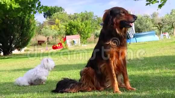 一只雄性的狗和一只德国的狗正在绿色的大草原上爬行视频的预览图