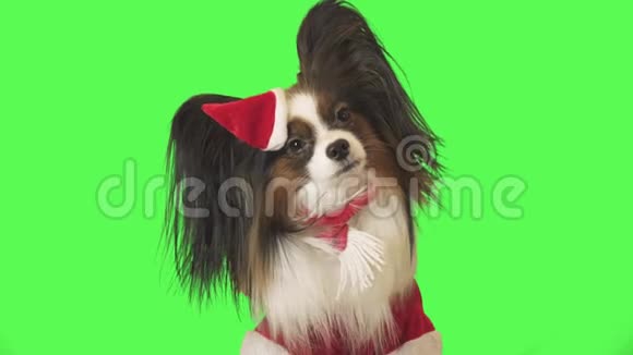 穿着圣诞老人服装的漂亮狗狗帕皮龙在绿色背景的股票视频视频中说话和逃跑视频的预览图
