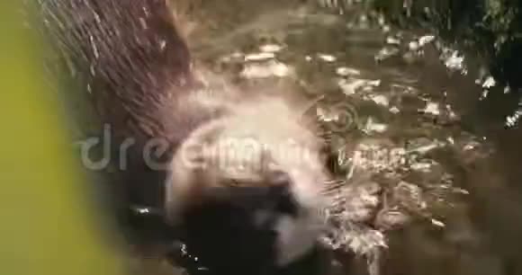 一只游泳水獭的特写镜头视频的预览图