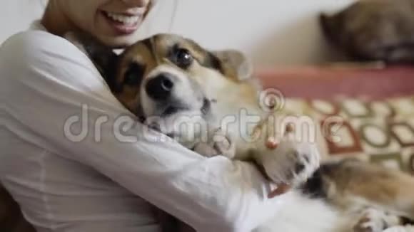 幸福微笑的女人和她可爱的威尔士科吉狗躺在家里的沙发上的肖像美丽的黑发女性视频的预览图