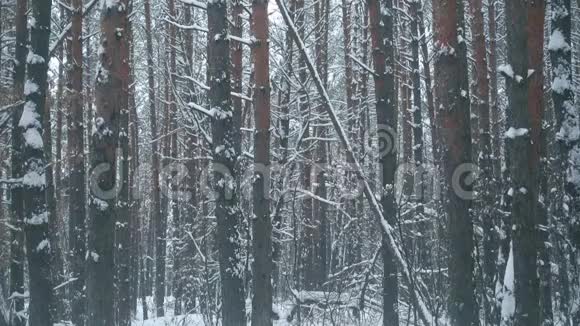 冬季松林自然雪视频的预览图