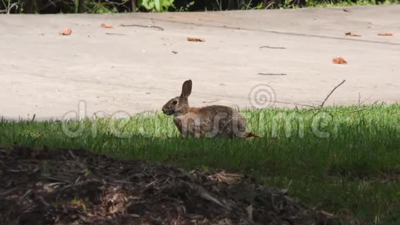 乔治亚州塞特大桥公园塞特大桥公园草地上的一只兔子被放大视频的预览图