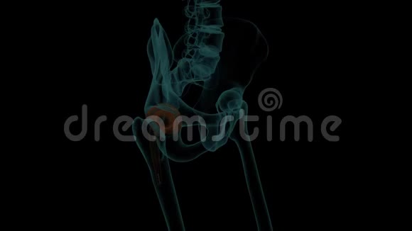 带有金属假体的人体骨骼三维渲染动画X射线图像视频的预览图