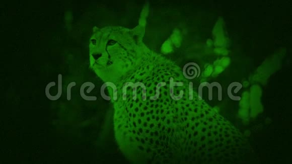 夜视镜猎豹环顾四周视频的预览图