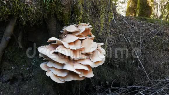一种不寻常的大型真菌生长在树干上视频的预览图