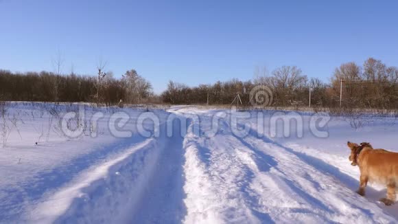 狗在公园的雪道上跑向女孩冬天女孩和狗玩慢动作视频的预览图