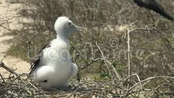 加拉拉戈斯群岛上一只美丽的小鸟视频的预览图