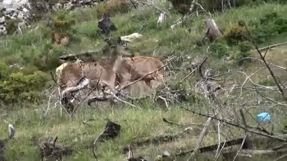 山上的两只鹿视频的预览图