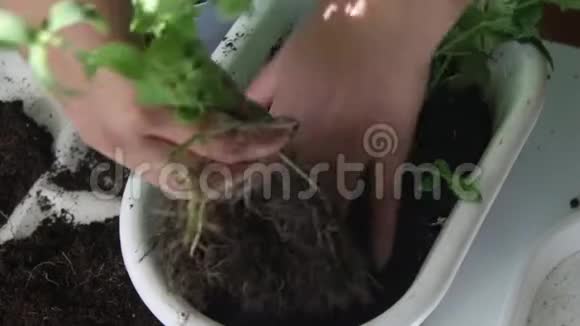 女孩把薄荷从一个花盆移植到另一个花盆使用塑料抹刀处理土壤把植物放进一个新罐子里视频的预览图