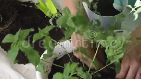 女孩把薄荷从一个花盆移植到另一个花盆用塑料刮刀与土壤一起工作特写镜头视频的预览图
