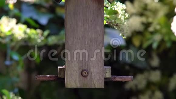 夏天从英国花园里的一个木制的喂鸟器中取出的一颗向日葵的心吃种子视频的预览图