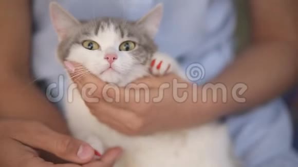 毛茸茸的猫躺在蓝色的毯子上一个男人和一个女孩用手抚摸一只猫视频的预览图