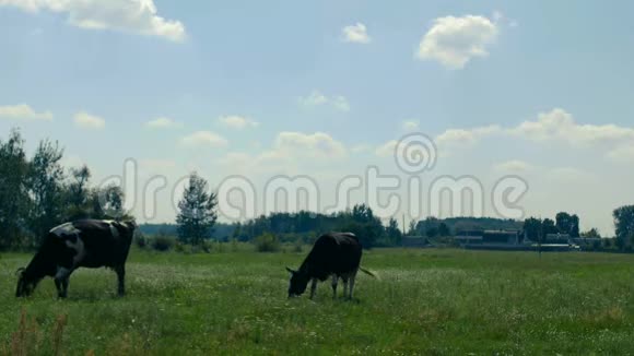黑白两色的奶牛在离农场不远的田野上觅食夏天吃草一群母牛正在吃草视频的预览图