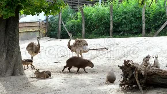 匈牙利布宜诺斯艾利斯2018年7月5日在动物园里动物一起散步如鸵鸟大型海猪卡巴拉视频的预览图