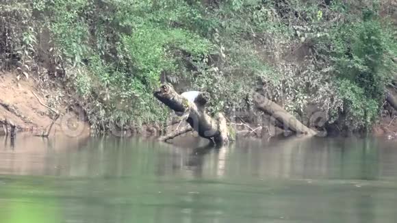 佐治亚州塞特尔斯桥公园在查塔霍切河上的一张日志上看到一只蓝色的苍鹭视频的预览图
