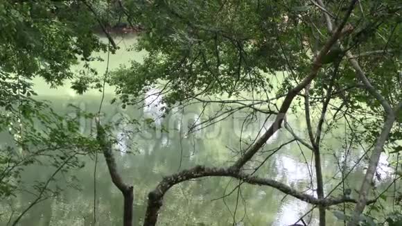 佐治亚州修道院大桥公园通过树木在查塔霍切河的绿水上放大视频的预览图
