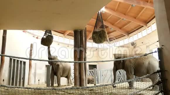 匈牙利布宜诺斯艾利斯2018年7月5日在动物园里大象在一个特殊的围栏里吃干草吃特殊网下的草视频的预览图