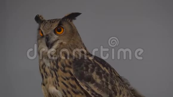 猫头鹰在灰色背景与橙色大眼睛在灰色背景下的猫头鹰视频的预览图