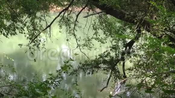 佐治亚州修道院大桥公园一个穿过查塔霍切河绿水的平底锅穿过树木视频的预览图
