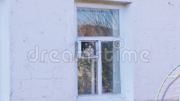 一只孤独的猫坐在他的村庄的窗户里看上去视频的预览图
