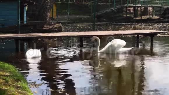 水上的天鹅视频的预览图