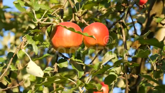 成熟的红苹果长在树上视频的预览图