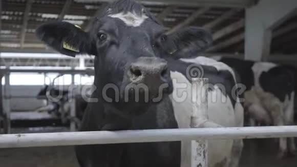 奶牛在现代农场把牛奶场的奶牛关起来奶牛场的奶牛有奶牛视频的预览图