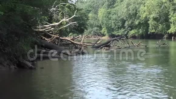 乔治亚州修道院大桥公园从查塔霍切河沿岸的死树上放大视频的预览图