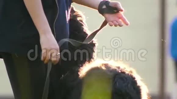 一个年轻的女人牵着大狗的皮带转动它阳光明媚的夏天视频的预览图