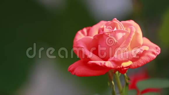 美丽的粉红色红花花园里有水滴花园喷水器下玫瑰特写动态场景调色视频视频的预览图