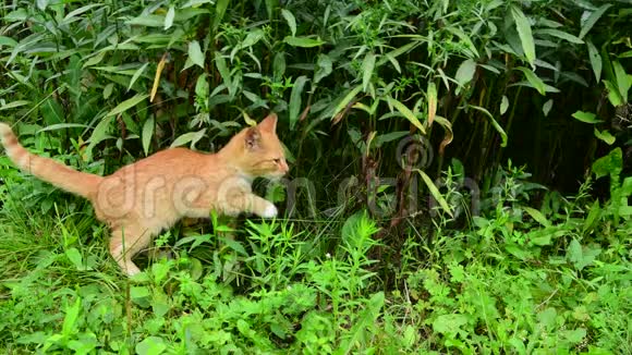 夏天在大自然中玩耍的红猫和小猫视频的预览图