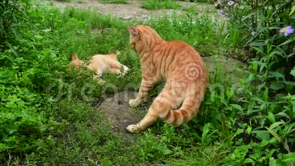 夏天在大自然中玩耍的红猫和小猫视频的预览图